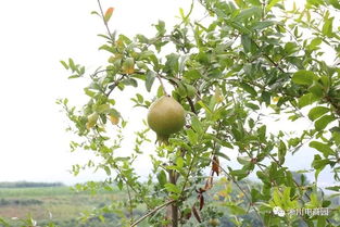 淅川人民政府门户网助力初级农产品销售