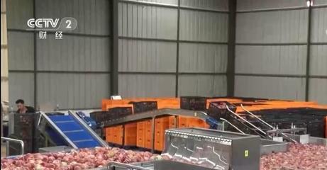 四川盐源42万亩苹果喜获丰收，乡村振兴见实效