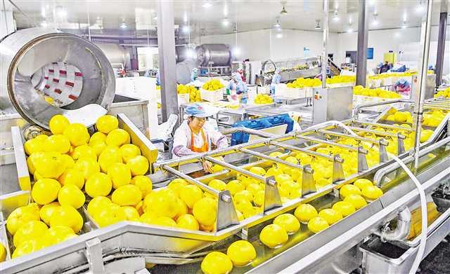 秭归屈姑国际农业集团 自动化产线赋能番茄初级农产品销售