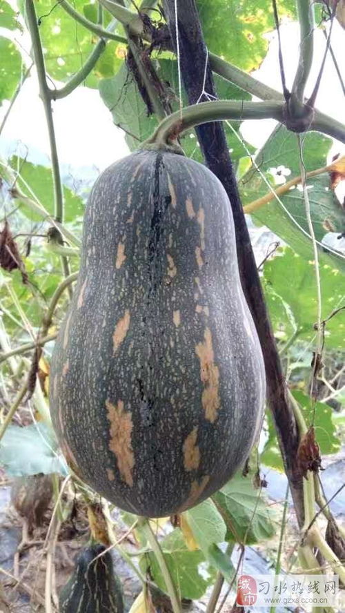 金泓农业 打造绿色健康，初级农产品的品质之路