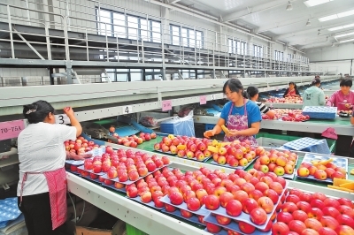 深入学习贯彻党的二十大精神 以兴业兴城为引领，谱写强县富民新篇章——聚焦初级农产品销售新路径