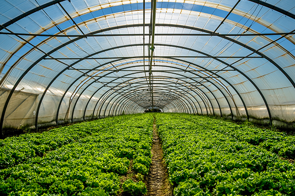 达州乡村振兴 初级农产品销售新篇章